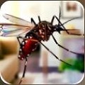 超级蚊子乱斗安卓破解版 V1.1